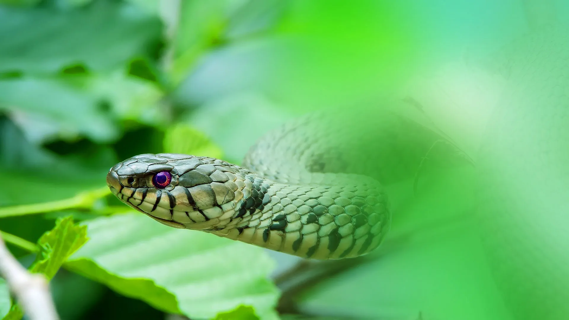 snake bite treatment hospitals in kerala